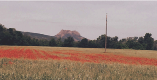 Quand la plaine de l’Argens refleurira